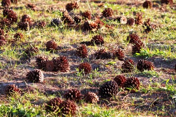 The beauty of the Pine Cone that just fell from the Pinheiro.	