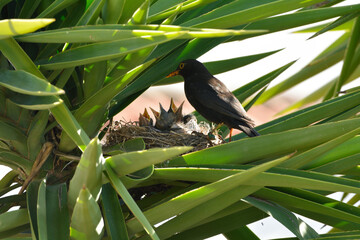 Mirlo dando de comer a sus crias en el nido