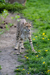 zbliżenie, spacerujący Gepard na wybiegu w zoo, w tle trawa i kwitnące żółte kwiaty mlecza, mlecz - obrazy, fototapety, plakaty