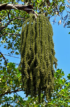 Palm tree inflorescence (Caryota urens)