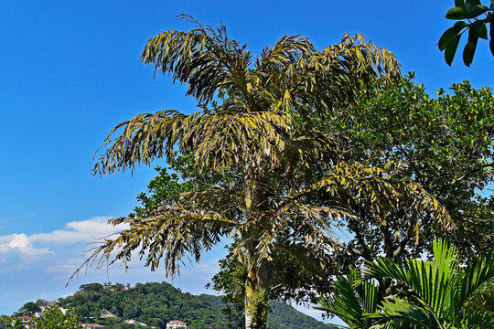 Dying palm tree (Caryota urens)