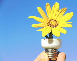 Clean energy. Human fingers holding part of a lamp with a Mexican sunflower against blue sky. 