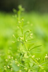 Fototapeta premium 命の中にある命