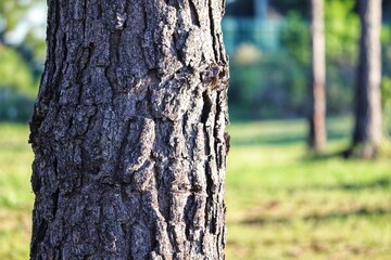 Fototapeta premium Beautiful Pines trees found in Rio Grande do Sul, Brazil.