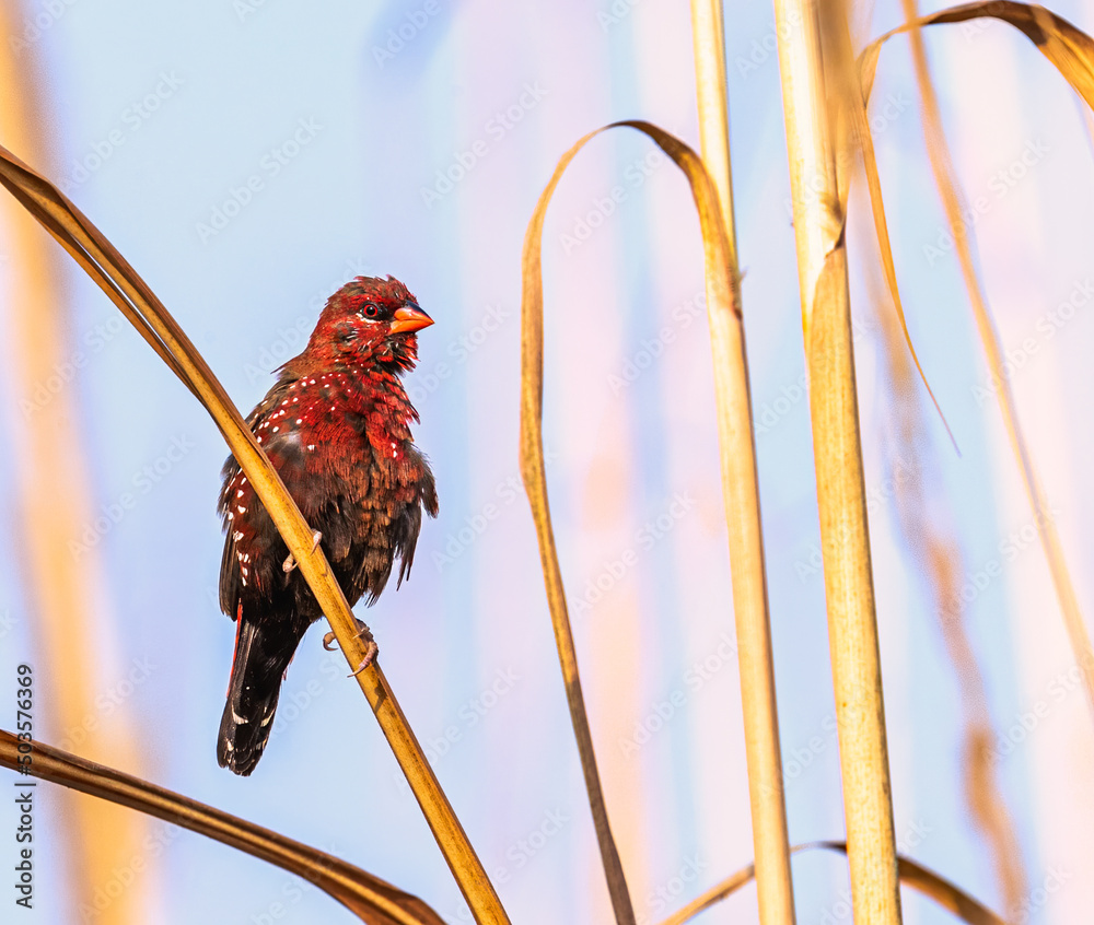 Canvas Prints Red Avadavat drying its fur on Sun