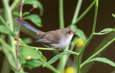 A superb female blue wren in northern New South Wales, Australia.