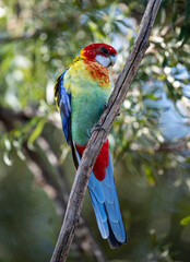 An  Eastern white cheeked Rosella in northern New South Wales, Australia.