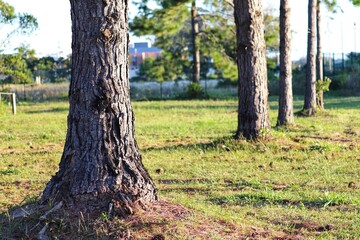 Photograph of pine trunks found on the coast of Rio Grande do Sul, Brazil.