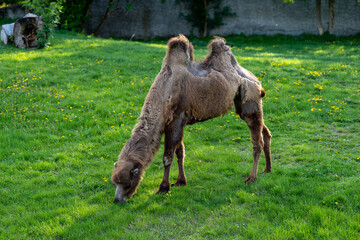 wielbłąd dwugarbny na wybiegu na zielonej trawie w zoo - obrazy, fototapety, plakaty