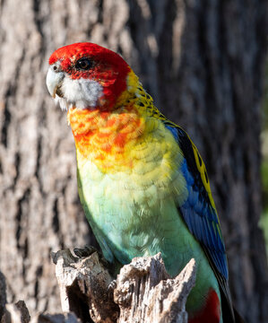 An  Eastern white cheeked Rosella in northern New South Wales, Australia.