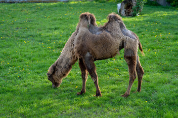 wielbłąd dwugarbny na wybiegu na zielonej trawie w zoo