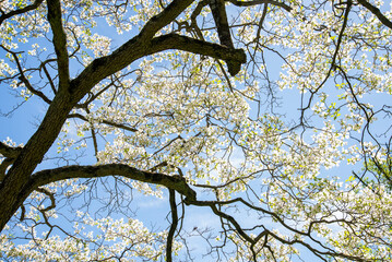 Blooming flower tree