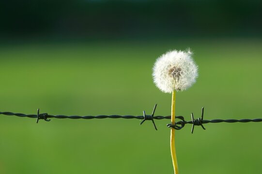 Sag mir, wo die Blumen sind 2