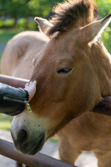 Fototapeta premium zbliżenie koń przewalskiego na wybiegu w zoo w słoneczny dzień 