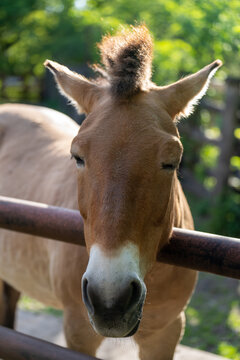 zbliżenie koń przewalskiego na wybiegu w zoo w słoneczny dzień 