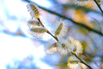 Salix cinerea or pussy willow tree on blue sky background.