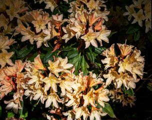 Rhododendrons in the Garden