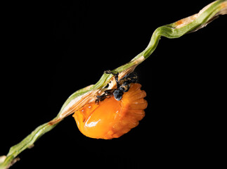 Macro shot of a ladybug pupa on a twig with black background © Raul Navarro González/Wirestock Creators