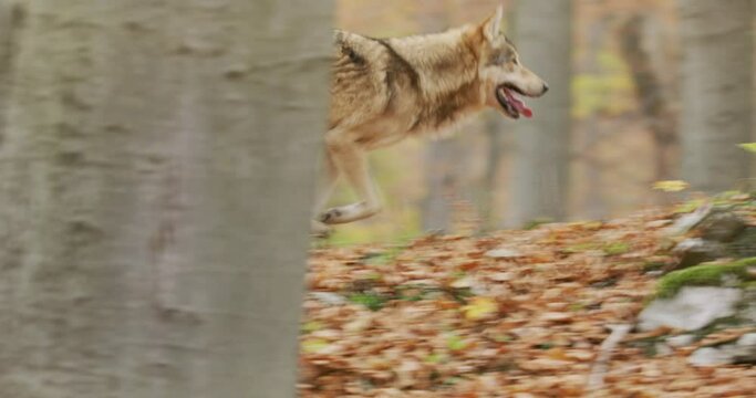 Gray wolf (Canis Lupus) running in the autumn forest
