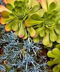 Fototapeta premium beautiful plants and flowers