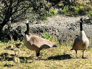 Geese and goslings