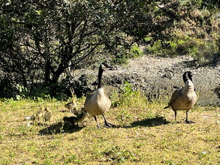 Geese and goslings