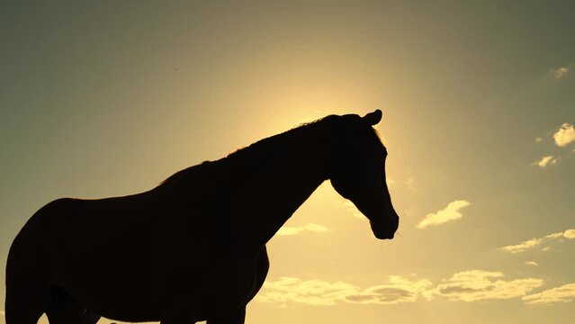 Silhouette of beautiful horse grazing in meadow in sun. Horse in summer pasture at sunset. Horse breeding concept. Stallion is grazing at sunrise. Cattle breeding, breeding of ungulates. Cowboy horse