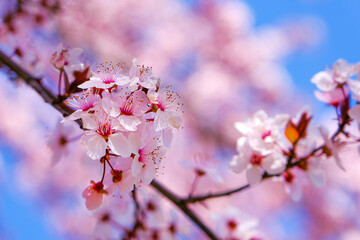 Obraz premium Cherry tree selective focus pink spring blossom background.