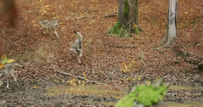 Gray wolves (Canis Lupus) drinking from a puddle in the autumn forest