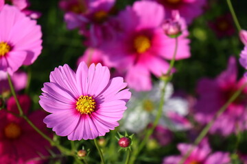 Fototapeta premium コスモス