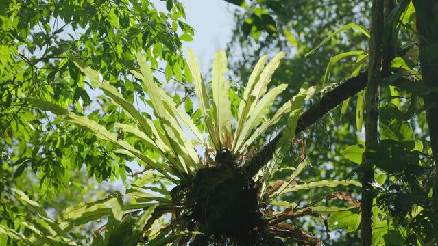 a backlit bird's nest fern growing in the rainforest at corcovado national park of costa rica