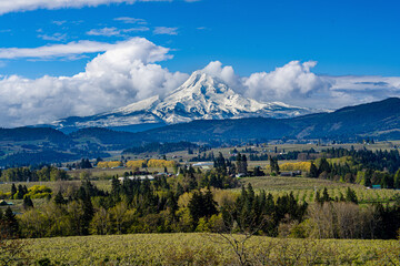 Hood River valley pear and apple orchards with Mt Hood in the background
