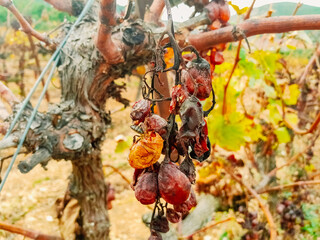 Wasps feed on grapes in abandoned vineyards and rotten grapes.