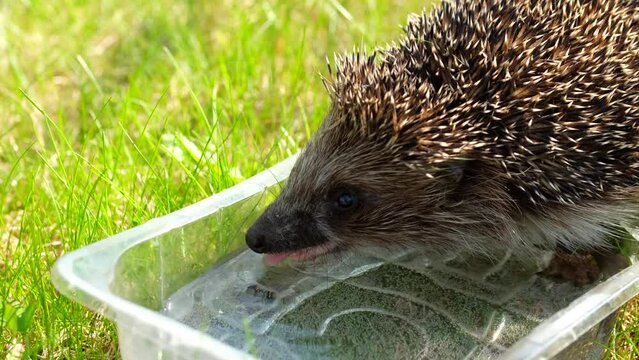 Little hedgehog drinks water from a container in garden.