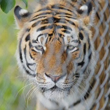 Majestic Tiger Staring Through A Defocused Fence, Blair Drummond Safari Park