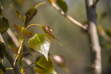The leaves of a young poplar are illuminated by sunlight. Photo of nature.