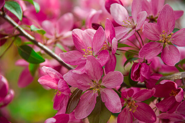 Flowering branches of paradise apple tree. Fruit tree. Photo of nature.