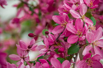 Flowering branches of paradise apple tree. Fruit tree. Photo of nature.