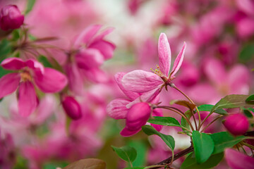 Fototapeta premium Flowering branches of paradise apple tree. Fruit tree. Photo of nature.