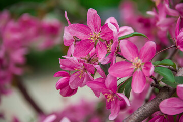 Flowering branches of paradise apple tree. Fruit tree. Photo of nature.