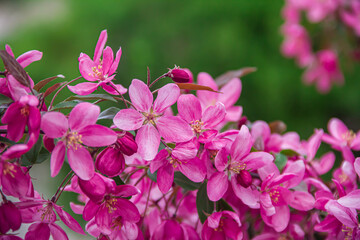 Flowering branches of paradise apple tree. Fruit tree. Photo of nature.