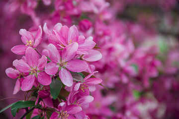 Flowering branches of paradise apple tree. Fruit tree. Photo of nature.