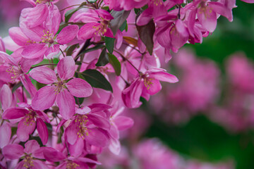 Flowering branches of paradise apple tree. Fruit tree. Photo of nature.