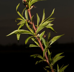 The ovary of a peach tree. Branches of a fruit tree during sunset.