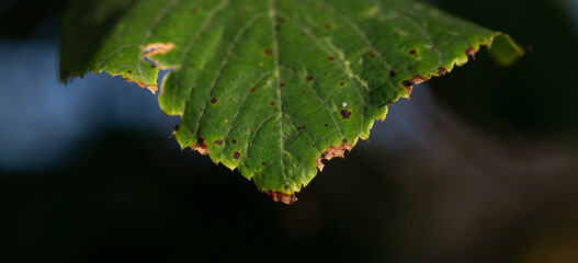A sprig of linden tree. A type of medicinal plant.