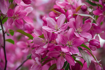 Flowering branches of paradise apple tree. Fruit tree. Photo of nature.
