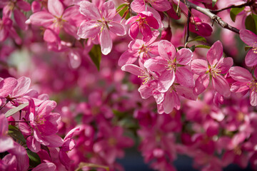 Flowering branches of paradise apple tree. Fruit tree. Photo of nature.