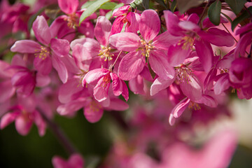 Flowering branches of paradise apple tree. Fruit tree. Photo of nature.