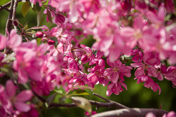 Flowering branches of paradise apple tree. Fruit tree. Photo of nature.