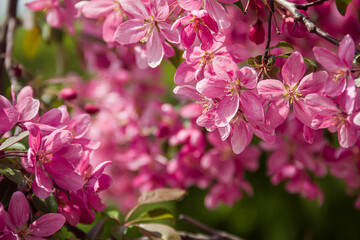 Flowering branches of paradise apple tree. Fruit tree. Photo of nature.